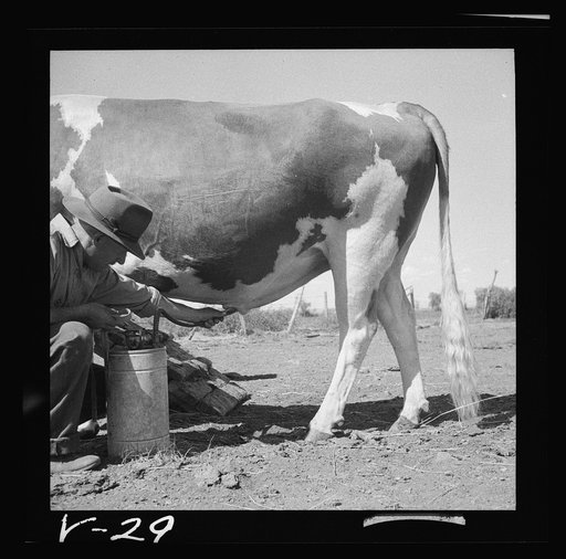 Manager douching bull after service. Fremont County, Idaho