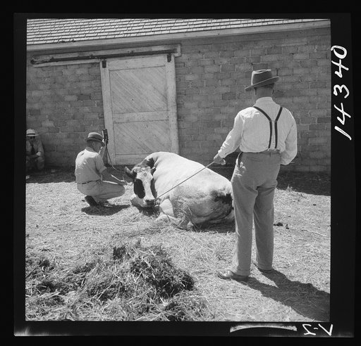 Treating a cow for mild fever. Fremont County Bull Association. Idaho