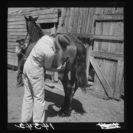 Medicating wound of gored horse. Fremont County, Idaho