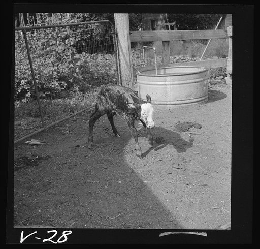 Two-hour-old calf. Fremont County, Idaho