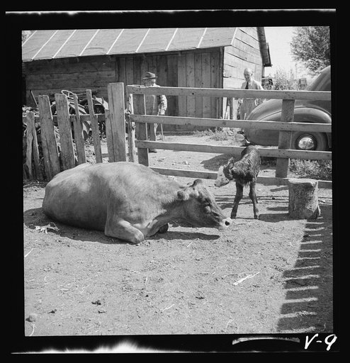 Sick cow with newborn calf. Fremont County, Idaho