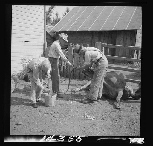 Stomach pump for ob.-cow with dropsy. Fremont County, St. Anthony, Idaho