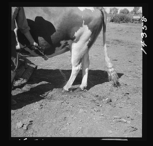 Disinfecting bull's feet as sanitation measure. Fremont County, Idaho