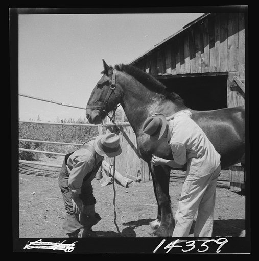 Veterinary explaining where to look for bot fly eggs in sanitation program for horses. Fremont County, Idaho