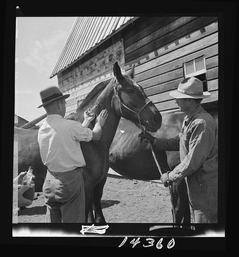 Vaccinating horse for brain fever. Fremont County, Idaho