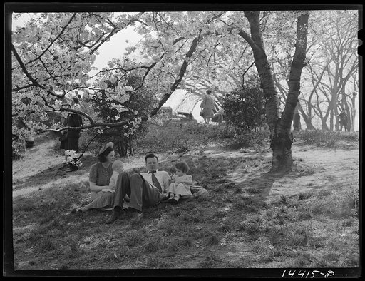 Relaxing after Cherry Blossom Festival. Washington, D.C.