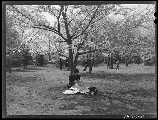 Reading under cherry blossoms. Cherry Blossom Festival, Washington, D.C.