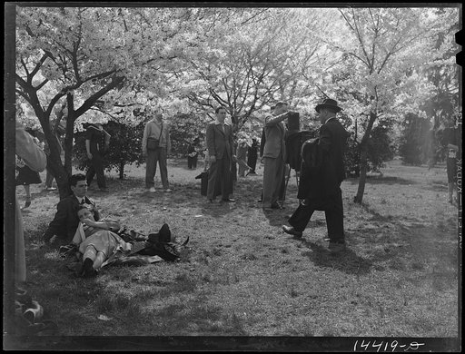 Cherry Blossom Festival, Washington, D.C.