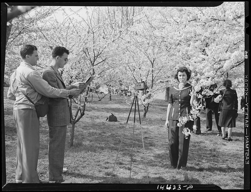 Put more blossoms around her head. Cherry Blossom Festival, Washington, D.C.