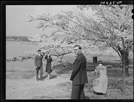 Posin. Cherry Blossom Festival, Washington, D.C.