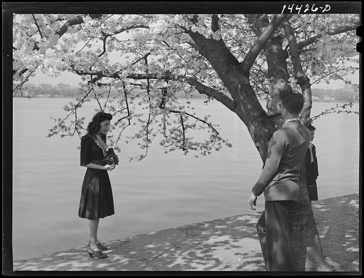 A picture of Johnny at the Cherry Blossom Festival for Grandma. Cherry Blossom Festival, Washington, D.C.