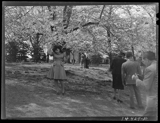 Look this way Domis. Cherry Blossom Festival, Washington, D.C.
