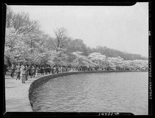 Crowds at Cherry Blossom Festival. Tidal Basin, Washington, D.C.