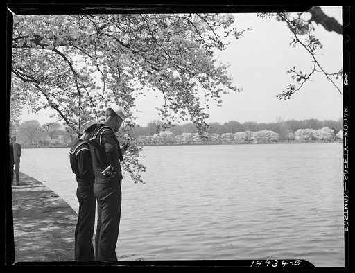 Geeze Mac, these remind me. Cherry Blossom Festival, Washington, D.C.