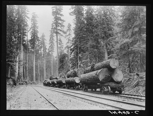 A log train in the virgin timbers. Three to six logs usually constitute a carload, sometimes a single log. Washington