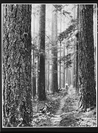 Forest trail in Washington