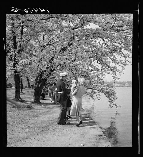 Cherry Blossom Festival. Tidal Basin, Washington, D.C.