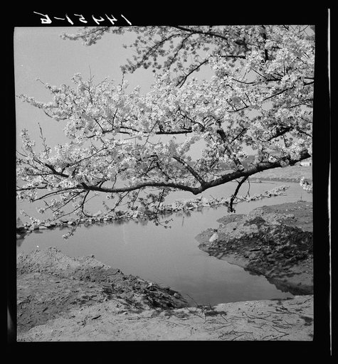 Cherry blossoms over the Tidal Basin. Washington, D.C.