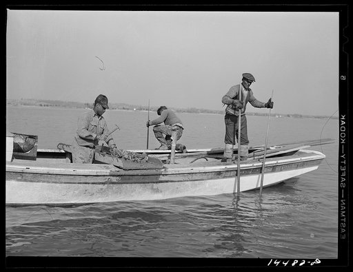 Tonging and culling oysters. Wicomico River, Maryland