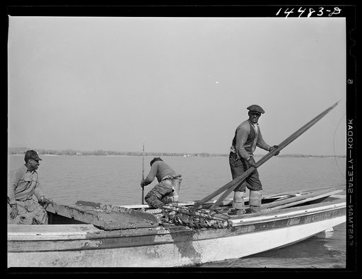 Oyster tongers. Wicomico River, Maryland