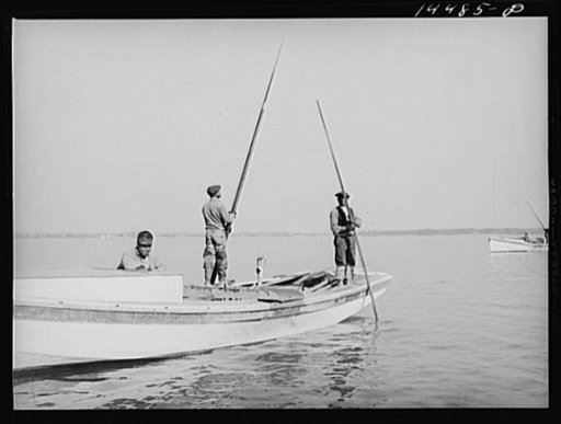 Oyster tongers. Wicomico River, Maryland