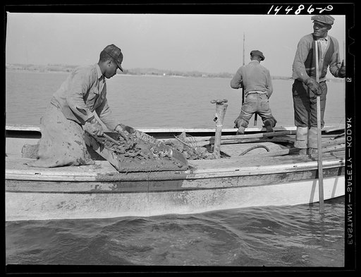 Oyster tongers. Wicomico River, Maryland