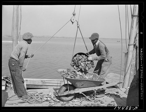Unloading oysters. Rock Point, Maryland