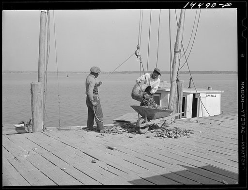 Unloading oysters. Rock Point, Maryland