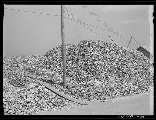 Shuck pile. Rock Point, Maryland. These shells are returned to river to start new beds