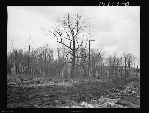 Hightstown, New Jersey. Progress photograph taken during construction of the Jersey homesteads, a U.S. Resettlement Administration project