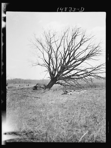 Hightstown, New Jersey. Progress photograph taken during construction of the Jersey homesteads, a U.S. Resettlement Administration project