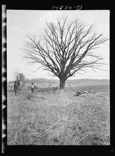 Hightstown, New Jersey. Progress photograph taken during construction of the Jersey homesteads, a U.S. Resettlement Administration project