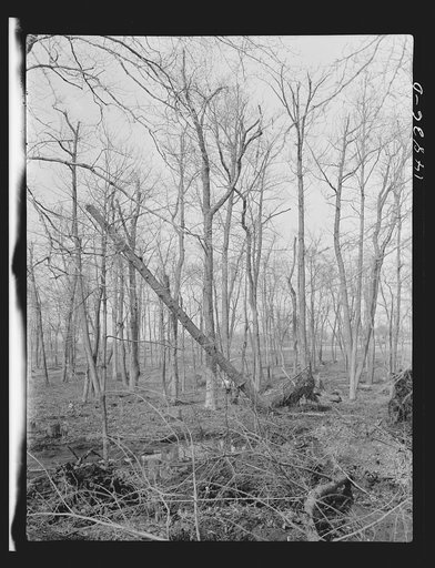 Hightstown, New Jersey. Progress photograph taken during construction of the Jersey homesteads, a U.S. Resettlement Administration project