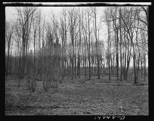 Hightstown, New Jersey. Progress photograph taken during construction of the Jersey homesteads, a U.S. Resettlement Administration project