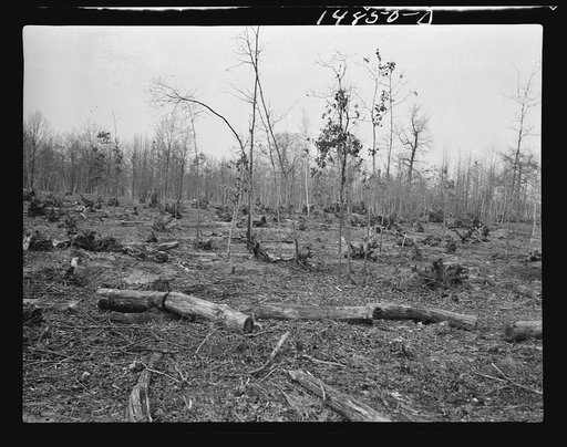 Hightstown, New Jersey. Progress photograph taken during construction of the Jersey homesteads, a U.S. Resettlement Administration project