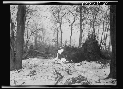 Hightstown, New Jersey. Progress photograph taken during construction of the Jersey homesteads, a U.S. Resettlement Administration project