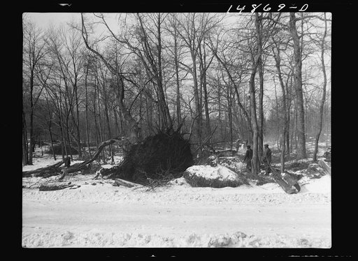 Hightstown, New Jersey. Progress photograph taken during construction of the Jersey homesteads, a U.S. Resettlement Administration project