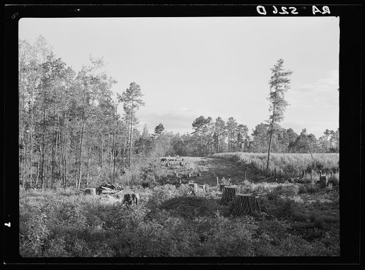 Untitled photo, possibly related to: Cut-over land. Irasburg, Vermont