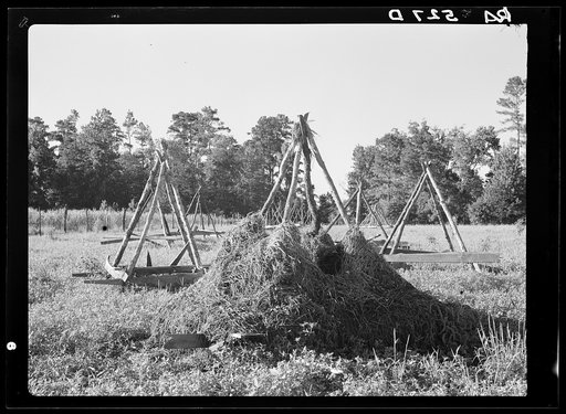 Wolf Creek Farms, a FSA (Farm Security Administration) project in Grady County, Georgia. Racks for drying soya beans