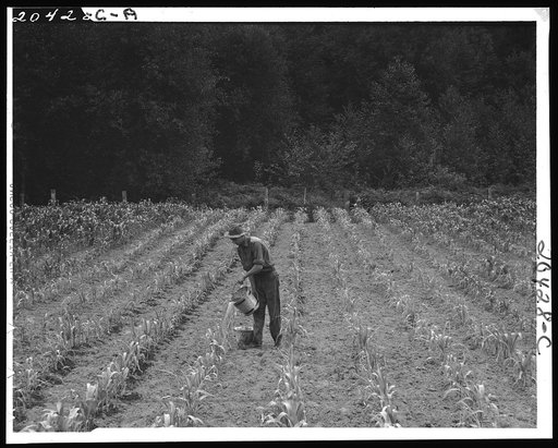 Western Washington, Grays Harbor County, northeast of Elma. Hand irrigation on small rented subsistence farm. Family have been on place for one year