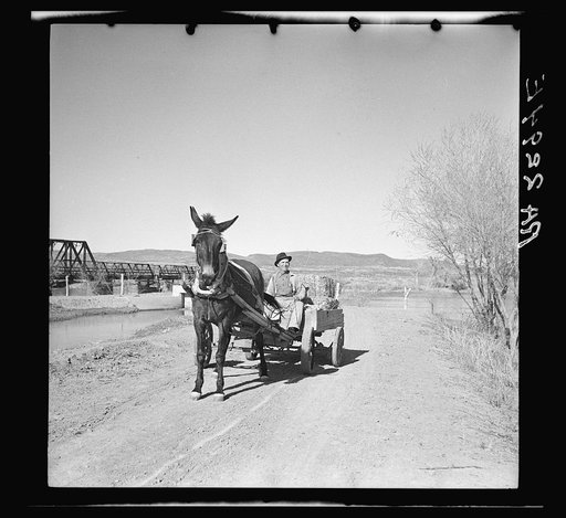 Untitled photo, possibly related to: Farmer of the Rio Grande Valley coming home from town. Dona Ana County, New Mexico