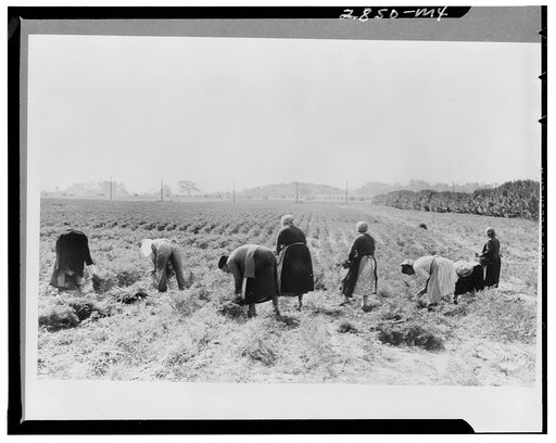 Women picking carrots, Camden County, New Jersey