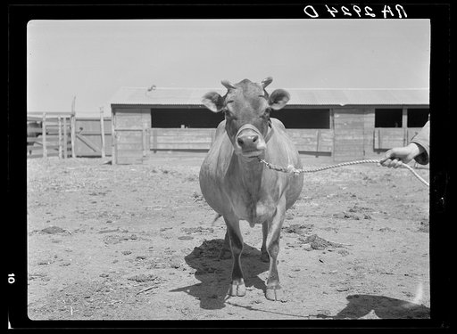 Untitled photo, possibly related to: Terra Blanca Dairy Farms. Randall County, Texas