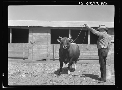 Untitled photo, possibly related to: Terra Blanca Dairy Farms. Randall County, Texas