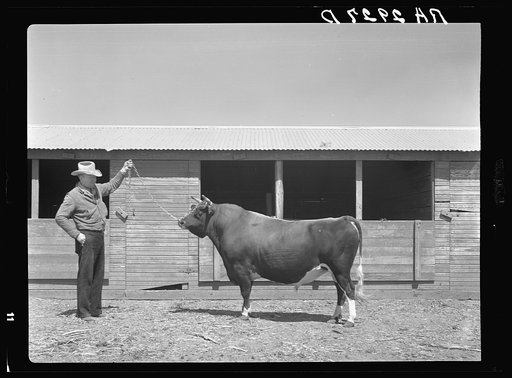 Untitled photo, possibly related to: Terra Blanca Dairy Farms. Randall County, Texas