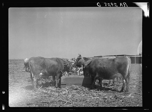 Untitled photo, possibly related to: Terra Blanca Dairy Farms. Randall County, Texas