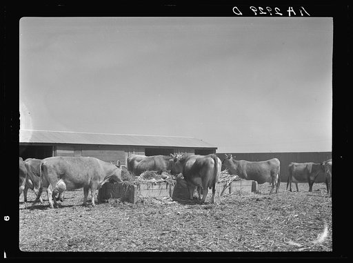 Untitled photo, possibly related to: Terra Blanca Dairy Farms. Randall County, Texas