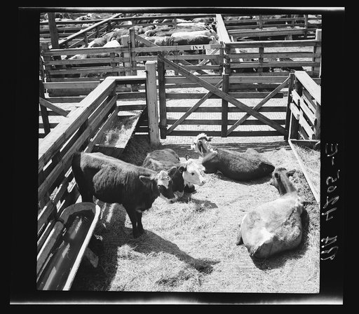 Untitled photo, possibly related to: Stockyards. Kansas City, Kansas