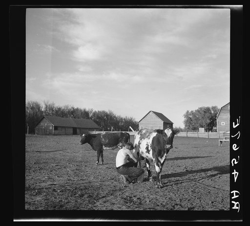 Untitled photo, possibly related to: Rehabilitation client's son milking cow. Custer County, Nebraska