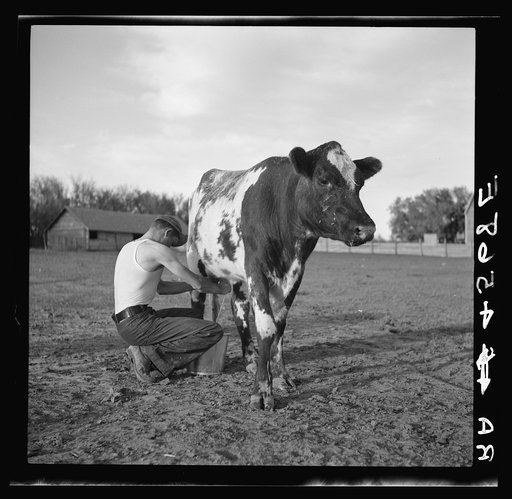 Untitled photo, possibly related to: Rehabilitation client's son milking cow. Custer County, Nebraska
